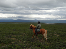RANDOCHEVAL - Excursion à cheval dans la lande lapone